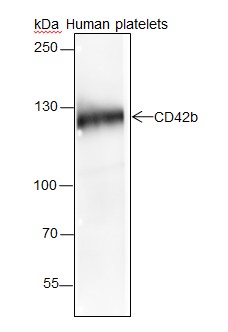 Recombinant CD42b Monoclonal Antibody (AN301479L)
