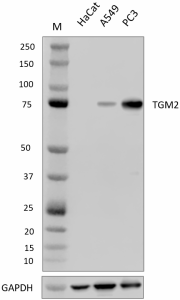 Purified anti-TGM2 Antibody (641351)