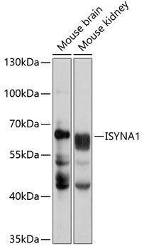 ISYNA1 Polyclonal Antibody (E-AB-92924)