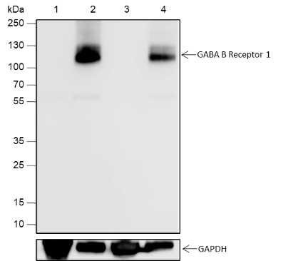 Recombinant GABA B Receptor 1 Monoclonal Antibody (AN301934L)
