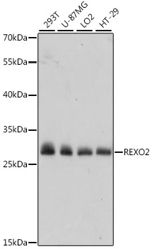 REXO2 Polyclonal Antibody (E-AB-66588)