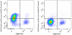 PE/Cyanine7 anti-human ZAP70 Phospho (Tyr493) Antibody (396007)