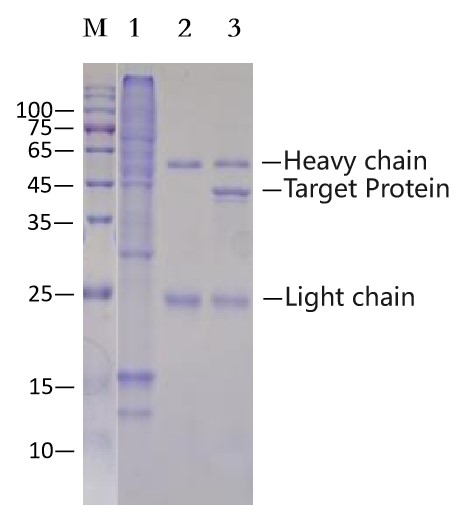 Anti-HA （YPYDVPDYA）Affinity Agarose (EA-IP-002)
