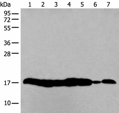 HIST1H3A Polyclonal Antibody (E-AB-53536)
