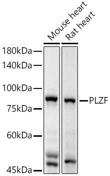 PLZF Polyclonal Antibody (E-AB-93386)