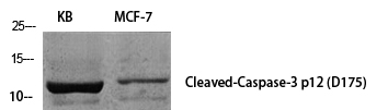 Cleaved-CASP3 p12 (D175) Polyclonal Antibody (E-AB-30003)