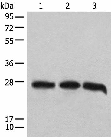 CHCHD3 Polyclonal Antibody (E-AB-18614)