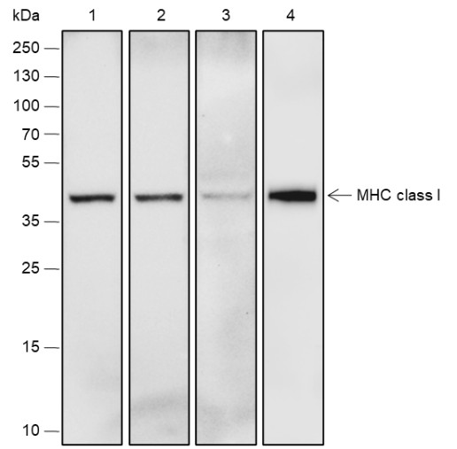 Recombinant MHC Class I Monoclonal Antibody (AN301601L)