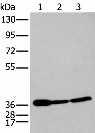 P2RY11 Polyclonal Antibody (E-AB-19310)
