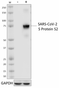 Purified anti-SARS-CoV-2 S Protein S2 Antibody (943201)