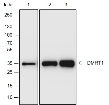 Recombinant DMRT1 Monoclonal Antibody (AN301976L)