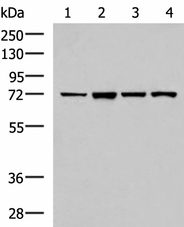 ZAP70 Polyclonal Antibody (E-AB-52977)