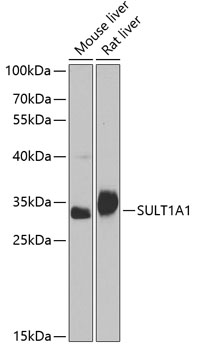 SULT1A1 Polyclonal Antibody (E-AB-68319)