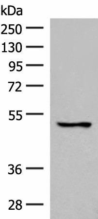 GPR152 Polyclonal Antibody (E-AB-18040)
