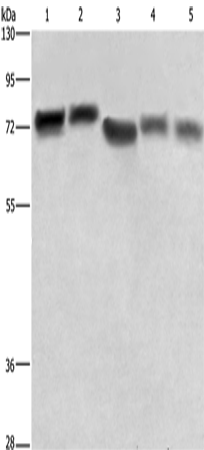 RDX Polyclonal Antibody (E-AB-14074)