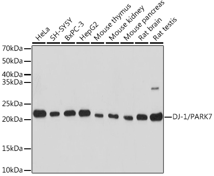 DJ-1/PARK7 Polyclonal Antibody (E-AB-92096)