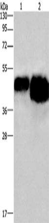 OVAL Polyclonal Antibody (E-AB-11387)