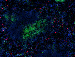 Spark YG™ 570 anti-mouse Ly-6G Antibody (127681)