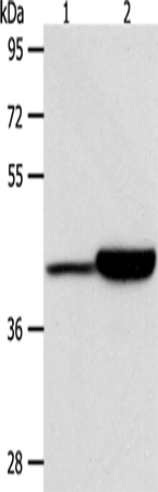 CAPG Polyclonal Antibody (E-AB-10720)