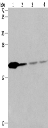 PPIB Polyclonal Antibody (E-AB-11114)