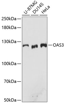 OAS3 Polyclonal Antibody (E-AB-65627)