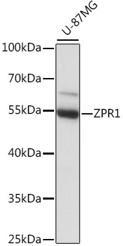 ZPR1 Polyclonal Antibody (E-AB-91268)