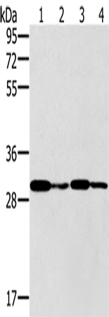 PNMT Polyclonal Antibody (E-AB-11492)