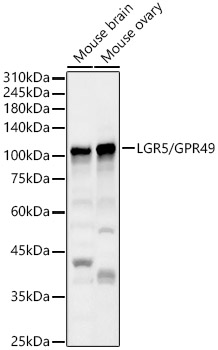 LGR5 Polyclonal Antibody (E-AB-68266)