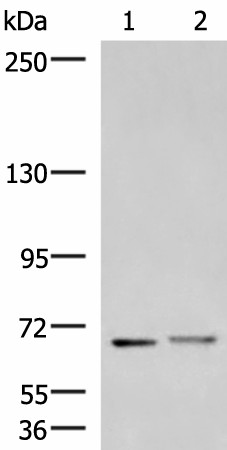 EXD2 Polyclonal Antibody (E-AB-18841)