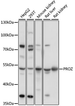 PROZ Polyclonal Antibody (E-AB-91418)
