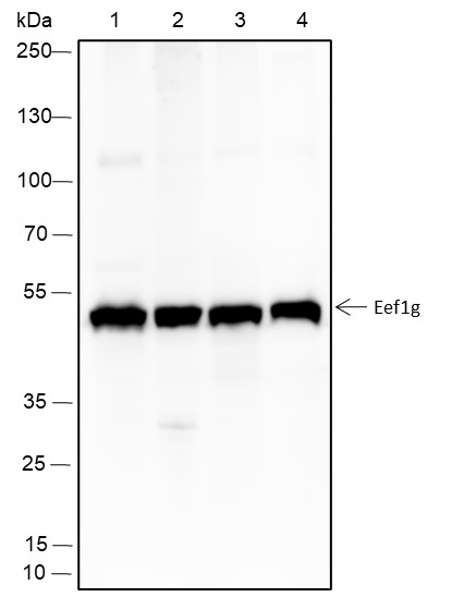 Recombinant eEF1G Monoclonal Antibody (AN301510L)