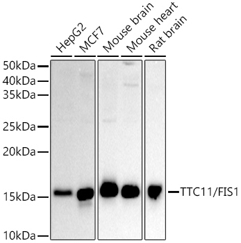 (KO Validated) TTC11/FIS1 Polyclonal Antibody (E-AB-93308)
