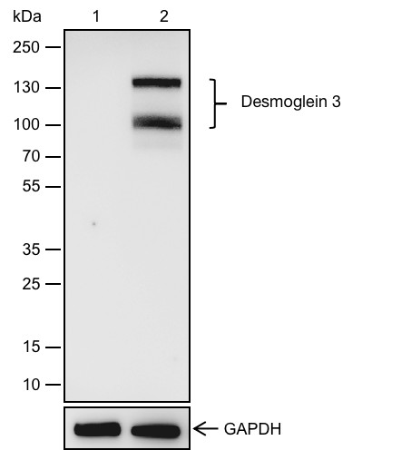 Recombinant Desmoglein 3/PVA Monoclonal Antibody (AN301898L)