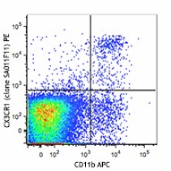PE anti-mouse CX3CR1 Antibody (149005)