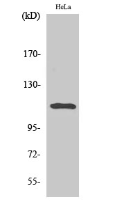 Phospho-STAT2 (Tyr690) Polyclonal Antibody (E-AB-21152)