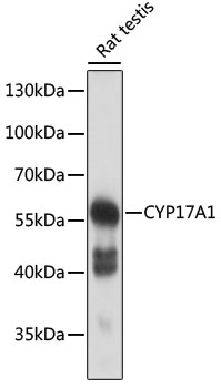 CYP17A1 Polyclonal Antibody (E-AB-68310)