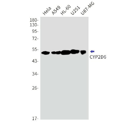 Recombinant Cytochrome P450 2D6 Monoclonal Antibody (E-AB-81500)