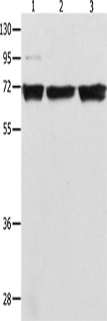 NFκB-p65 Polyclonal Antibody (E-AB-14244)