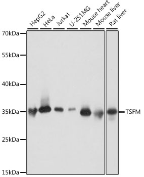 TSFM Polyclonal Antibody (E-AB-66688)