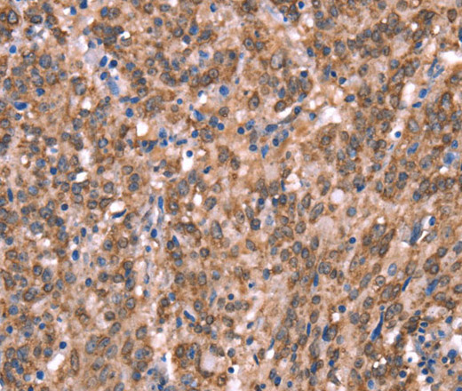 GCSAM Polyclonal Antibody (E-AB-13261)