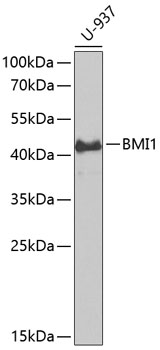 BMI1 Polyclonal Antibody (E-AB-64659)
