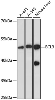 BCL3 Polyclonal Antibody (E-AB-65826)