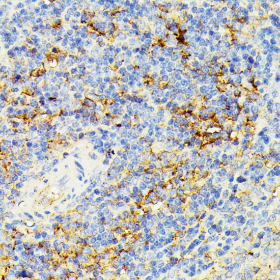 ECE1 Polyclonal Antibody (E-AB-93351)