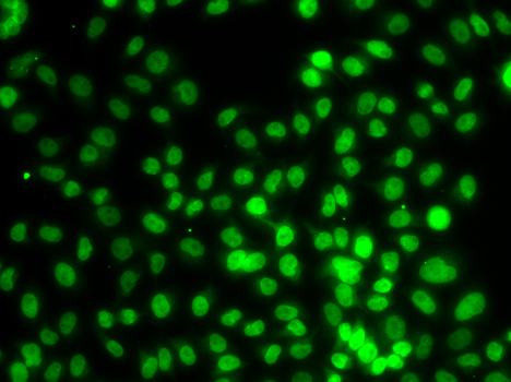 SETD8 Polyclonal Antibody (E-AB-61636)