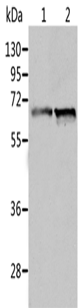 ALDH4A1 Polyclonal Antibody (E-AB-10768)