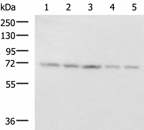 PAIP1 Polyclonal Antibody (E-AB-53188)