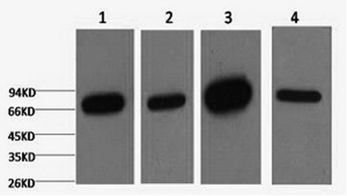 Lamin B1 Monoclonal Antibody (E-AB-20076)