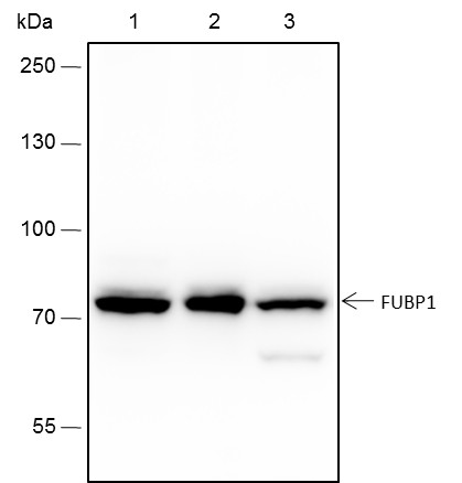 Recombinant FUBP1 Monoclonal Antibody (AN301527L)