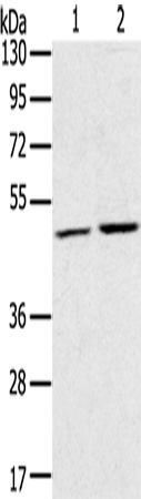 RRAGC Polyclonal Antibody (E-AB-15367)