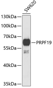 PRPF19 Polyclonal Antibody (E-AB-61312)